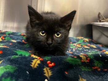 Mystic -  Domestic Short Hair Cat Available for Adoption in Grants Pass, Oregon - Mystic | PetCurious