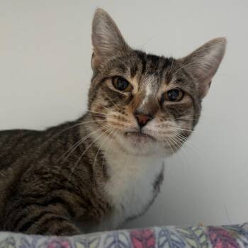 Farrah -  Domestic Short Hair Cat for Adoption in Redwood City, California - Farrah | PetCurious