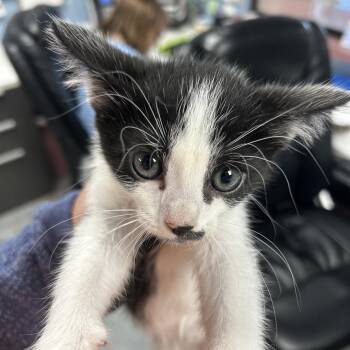 Domestic Short Hair Cats Available for Adoption in Saint Joseph, Missouri - Lover | PetCurious