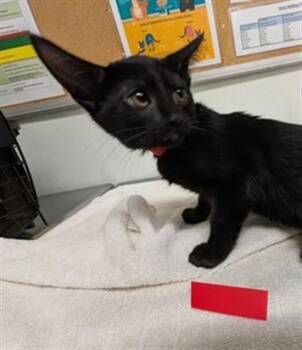 FRANCESCA -  Domestic Short Hair Cat for Adoption in Camarillo, California - FRANCESCA | PetCurious