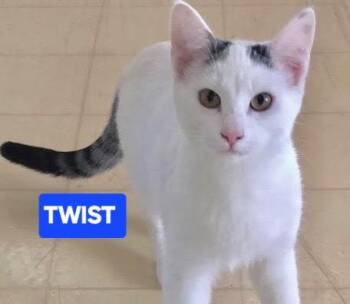 Turkish Van Cats Available for Adoption - Twist  | PetCurious