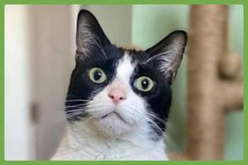 Rescue Domestic Short Hair Cats for Adoption in Amherst, Massachusetts - Bandit | PetCurious