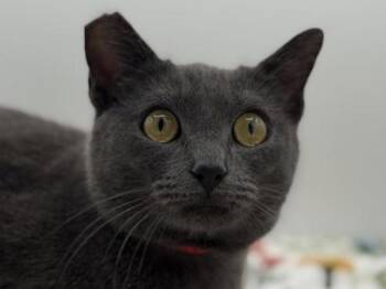 Domestic Short Hair Cats Available for Adoption - Blueberry | PetCurious