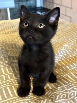 Rescue Domestic Short Hair Cats for Adoption in Albemarle, North Carolina - Bruce Wayne | PetCurious