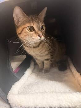 XENA -  Domestic Short Hair Cat for Adoption in Fort Walton Beach, Florida - XENA | PetCurious