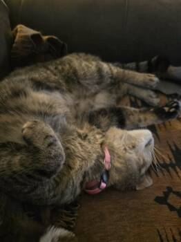 Domestic Short Hair Cats Available for Adoption in Grand Forks, North Dakota - EMMY | PetCurious