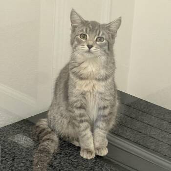 Rescue Domestic Short Hair Cats for Adoption in St. Louis, Missouri - Clara | PetCurious