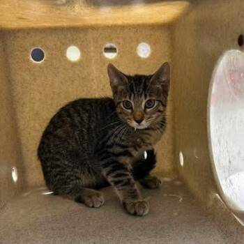 Gemma 26-07-033 -  Domestic Short Hair Cat for Adoption in Bastrop, Texas - Gemma 26-07-033 | PetCurious