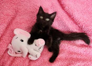 Sapphire -  Domestic Long Hair and Maine Coon Cat for Adoption in St. Augustine, Florida - Sapphire | PetCurious