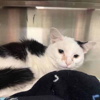 Clawdia -  Domestic Short Hair Cat for Adoption in Richmond, Indiana - Clawdia | PetCurious
