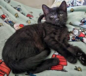 92304A Joner -  Domestic Short Hair Cat for Adoption in North Charleston, South Carolina - 92304A Joner | PetCurious