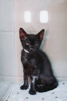 Rescue Domestic Short Hair Cats for Adoption in North Charleston, South Carolina - 88643a Nutty | PetCurious