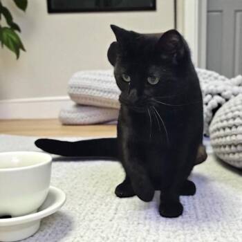 Rescue Domestic Short Hair Cats for Adoption - Raven | PetCurious
