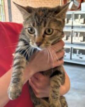Juanita -  Domestic Short Hair Cat for Adoption in West Chester, Pennsylvania - Juanita | PetCurious