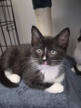 Zelda -  Domestic Medium Hair Cat for Adoption in Wilmington, North Carolina - Zelda | PetCurious