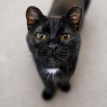 Kiwi -  Domestic Short Hair Cat for Adoption in Rochester, Minnesota - Kiwi | PetCurious