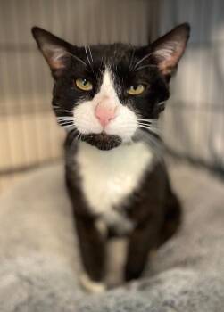 Domestic Short Hair Cats Available for Adoption in Duxbury, Massachusetts - Garrett | PetCurious