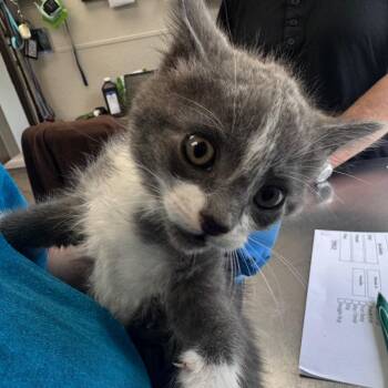 Domestic Short Hair Cats Available for Adoption in Columbiana, Alabama - Route 44 Dr. Pepper | PetCurious
