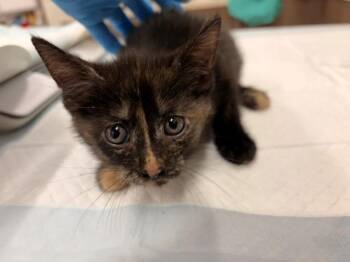 SASHIMI -  Domestic Short Hair Cat for Adoption in Baytown, Texas - SASHIMI | PetCurious