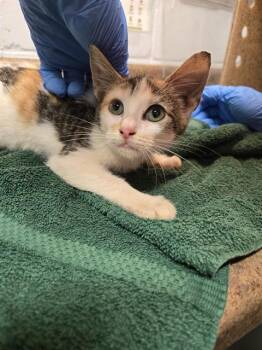 LASSY -  Domestic Short Hair Cat for Adoption in Tallahassee, Florida - LASSY | PetCurious
