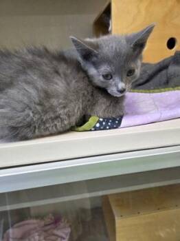 Rogue -  Domestic Short Hair Cat for Adoption in Bellevue, Washington - Rogue | PetCurious