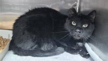 61761011 -  Domestic Short Hair Cat for Adoption in El Paso, Texas - 61761011 | PetCurious