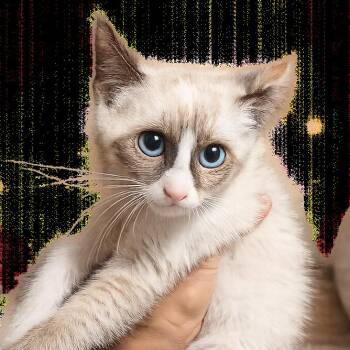 Lilac -  Domestic Short Hair and Siamese Cat for Adoption in Pleasanton, California - Lilac | PetCurious