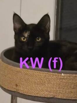 Rescue Domestic Short Hair Cats for Adoption in New Bern, North Carolina - KW Kitten | PetCurious