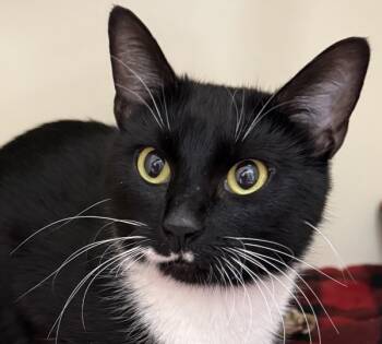 Rescue Domestic Short Hair Cats for Adoption in Silverdale, Washington - Constance | PetCurious