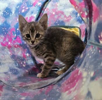 Lark -  Domestic Short Hair Cat for Adoption in Sherwood, Arkansas - Lark | PetCurious
