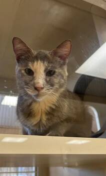 PRISCILLA -  Domestic Medium Hair Cat for Adoption in Thousand Palms, California - PRISCILLA | PetCurious