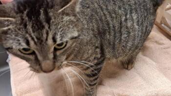 Domestic Short Hair Cats Available for Adoption - Patty | PetCurious