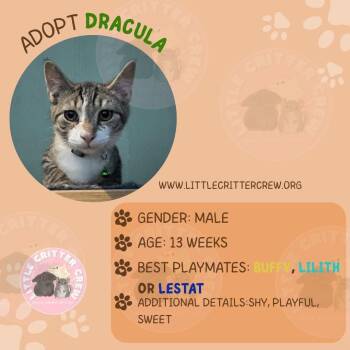 Rescue American Shorthair Cats for Adoption in Eugene, Oregon - Dracula | PetCurious