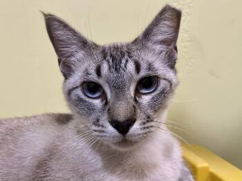 Rescue Tabby Cats for Adoption in Granite Shoals, Texas - Nieve | PetCurious