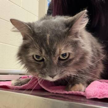 Mocha -  Domestic Long Hair Cat for Adoption in Murray, Utah - Mocha | PetCurious