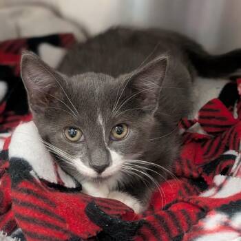 Whitney -  Domestic Short Hair Cat for Adoption in Prairie Du Chien, Wisconsin - Whitney | PetCurious