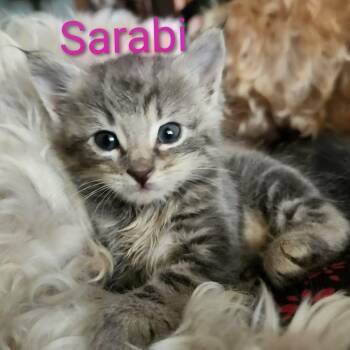 Domestic Short Hair Cats Available for Adoption in Madison, Wisconsin - Sarabi | PetCurious