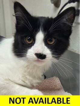 Rescue Domestic Medium Hair and Domestic Short Hair Cats for Adoption in Eugene, Oregon - Pedro | PetCurious