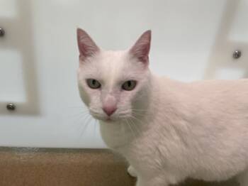 Rescue Domestic Short Hair Cats for Adoption in Lewisville, Texas - Snoopy | PetCurious