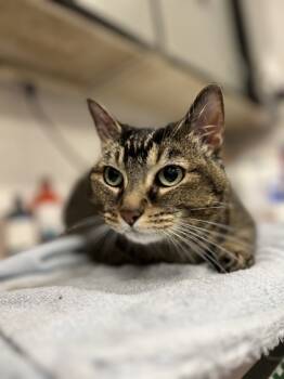 Rescue Domestic Short Hair Cats for Adoption in Fort Worth, Texas - Tiggy | PetCurious