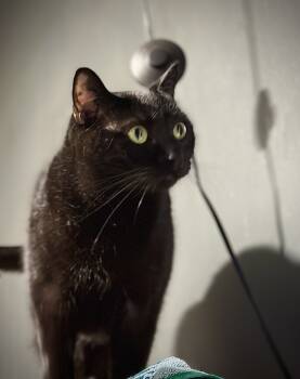 Rescue Domestic Short Hair Cats for Adoption in Philadelphia, Pennsylvania - Raven | PetCurious