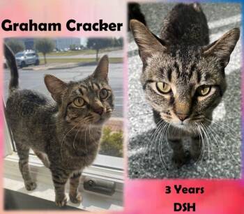 Rescue Domestic Short Hair Cats for Adoption in Greenwood, Indiana - Graham Cracker | PetCurious