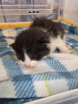 Domestic Medium Hair Cats Available for Adoption in El Paso, Texas - 60828601 | PetCurious