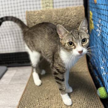 Mamma Bear -  Domestic Short Hair Cat for Adoption in Ridgely, Maryland - Mamma Bear | PetCurious