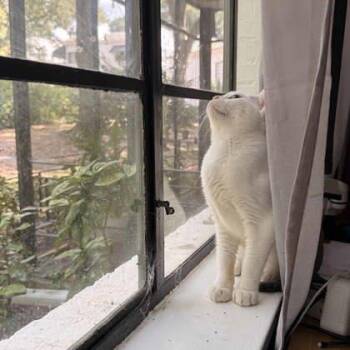 Wittle -  Domestic Short Hair Cat for Adoption in Atlanta, Georgia - Wittle | PetCurious