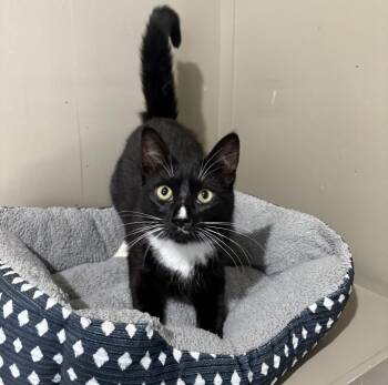 Domestic Short Hair Cats Available for Adoption - Ziti | PetCurious