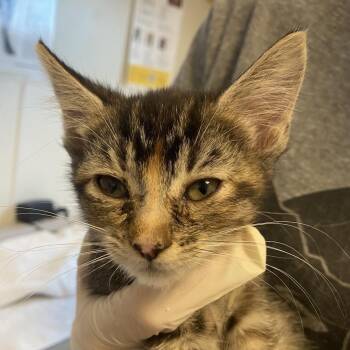 Larimer (26-3U-3) -  Domestic Short Hair Cat for Adoption in Rifle, Colorado - Larimer (26-3U-3) | PetCurious