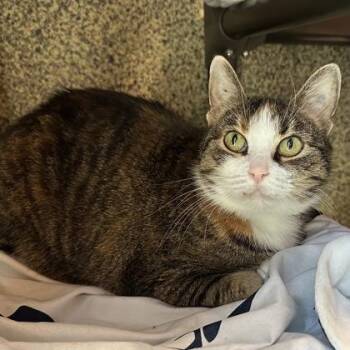 Domestic Short Hair Cats Available for Adoption in Merriam, Kansas - Gigi | PetCurious