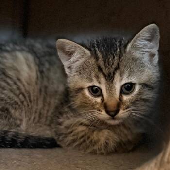 Pippy -  Domestic Short Hair Cat for Adoption in Green Bay, Wisconsin - Pippy | PetCurious