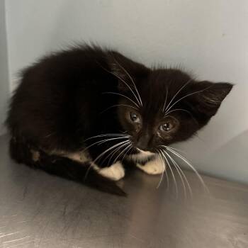 Wednesday -  Domestic Short Hair Cat for Adoption in Chattanooga, Tennessee - Wednesday | PetCurious